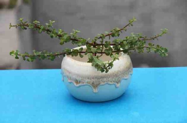 Loading your Pehla Podha.....