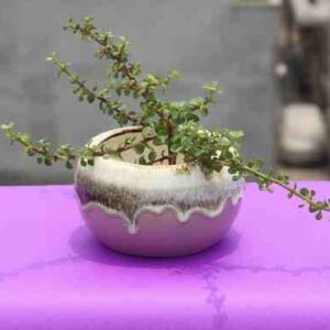 Loading your Pehla podha