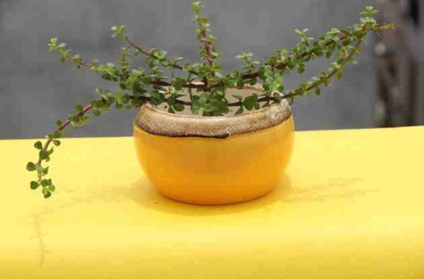 Loading your Pehla Podha.....