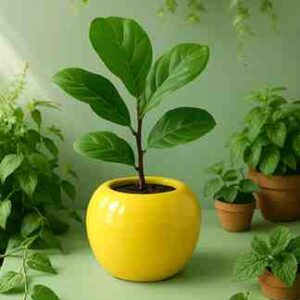 Loading your Pehla Podha........