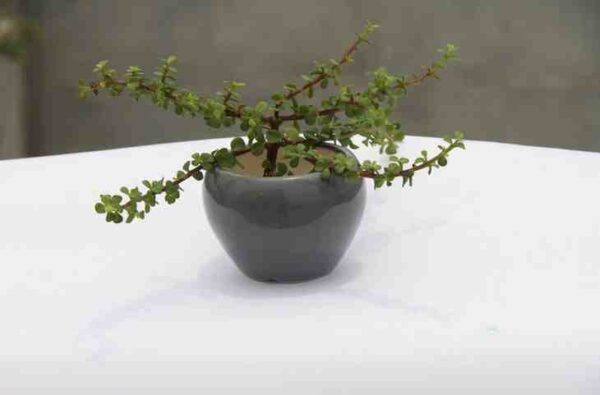 Loading your Pehla podha.....