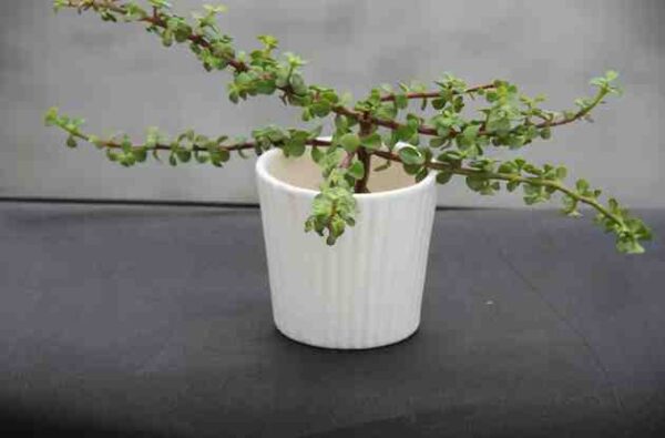 Loading your Pehlapodha,,,