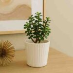 Loading your Pehla Podha........