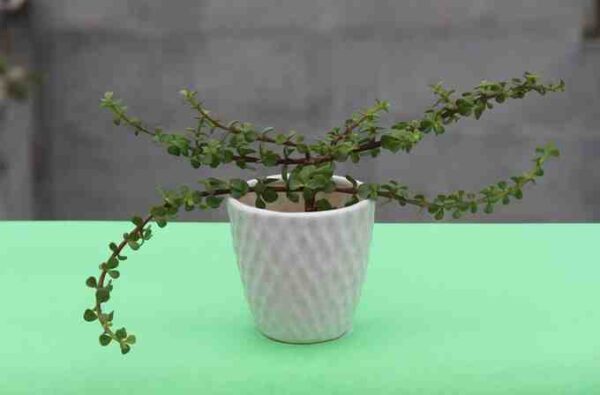 Banana Glass Ceramic Plant Pot